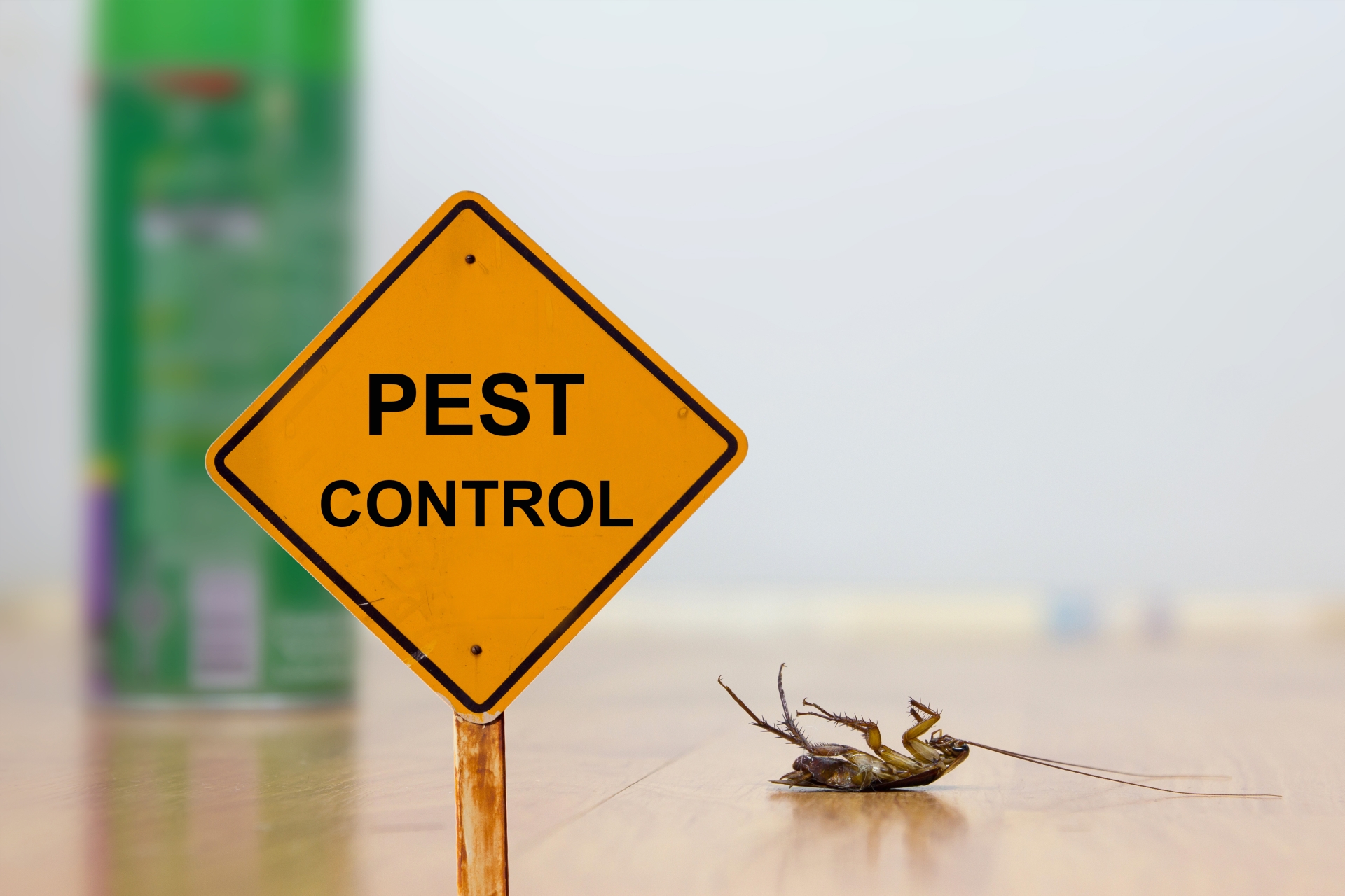 24 Hour Pest Control, Pest Control in Sutton, Rose Hill, SM1. Call Now 020 8166 9746