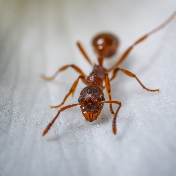 Field Ants, Pest Control in Sutton, Rose Hill, SM1. Call Now! 020 8166 9746