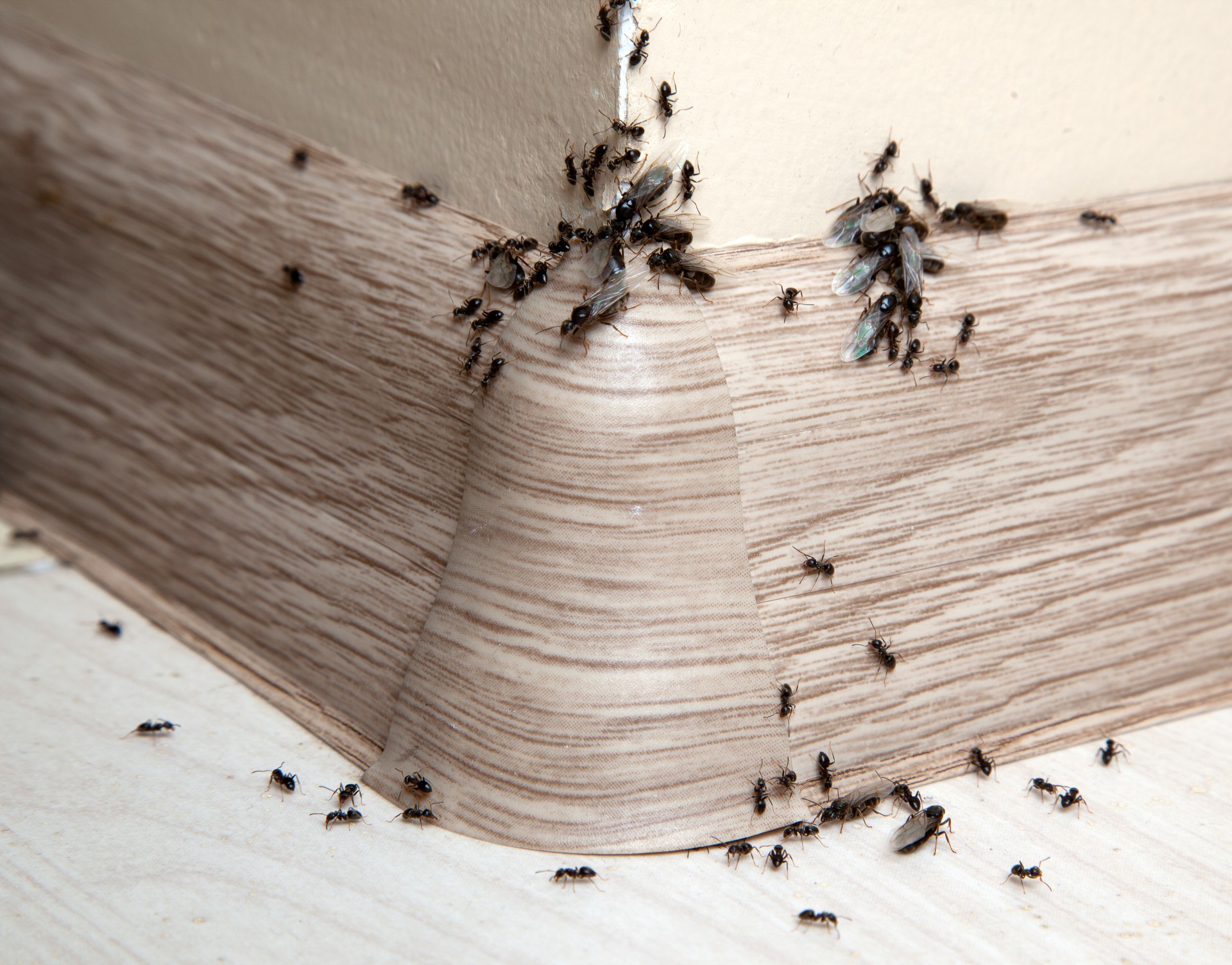 Ant Infestation, Pest Control in Sutton, Rose Hill, SM1. Call Now 020 8166 9746