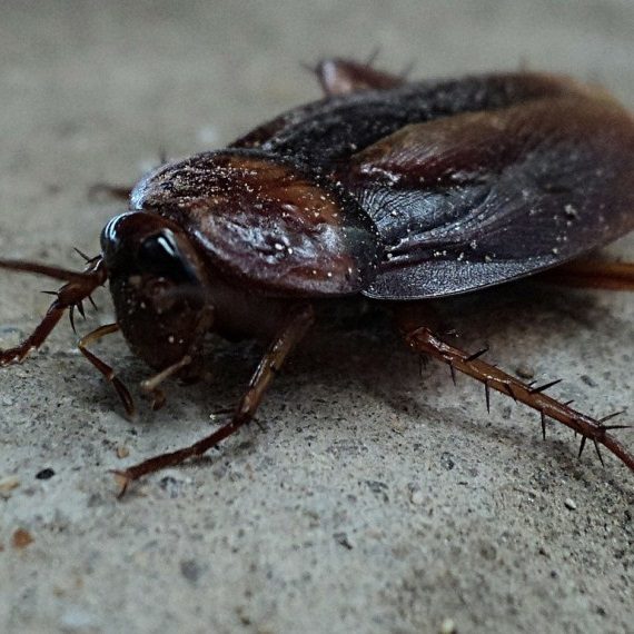 Cockroaches, Pest Control in Sutton, Rose Hill, SM1. Call Now! 020 8166 9746