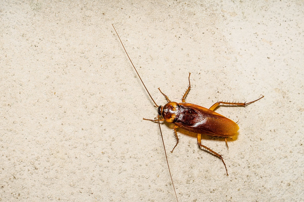 Cockroach Control, Pest Control in Sutton, Rose Hill, SM1. Call Now 020 8166 9746
