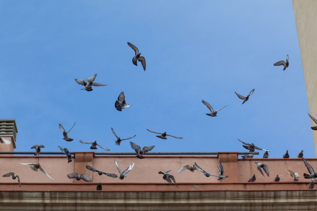 Pigeon Pest, Pest Control in Sutton, Rose Hill, SM1. Call Now 020 8166 9746