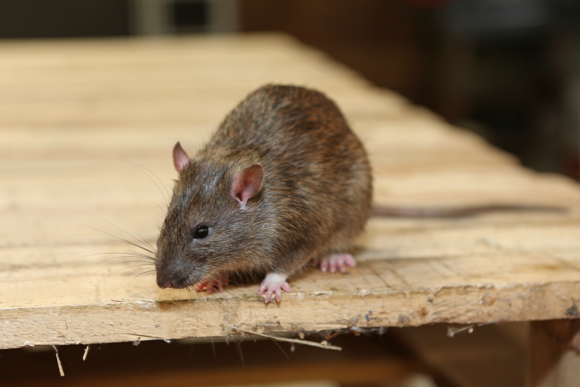 Rat Control, Pest Control in Sutton, Rose Hill, SM1. Call Now 020 8166 9746