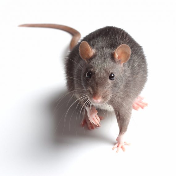 Rats, Pest Control in Sutton, Rose Hill, SM1. Call Now! 020 8166 9746