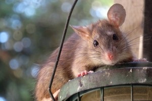 Rat Infestation, Pest Control in Sutton, Rose Hill, SM1. Call Now 020 8166 9746