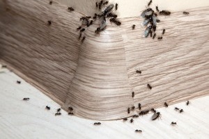 Ant Control, Pest Control in Sutton, Rose Hill, SM1. Call Now 020 8166 9746