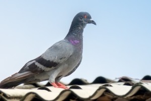 Pigeon Control, Pest Control in Sutton, Rose Hill, SM1. Call Now 020 8166 9746