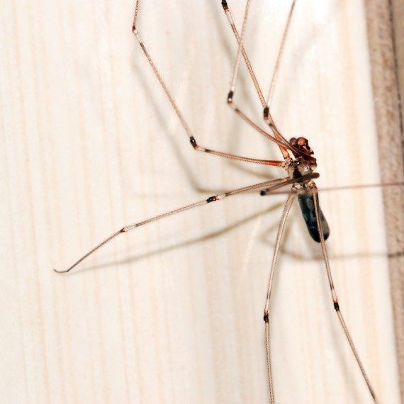 Spiders, Pest Control in Sutton, Rose Hill, SM1. Call Now! 020 8166 9746