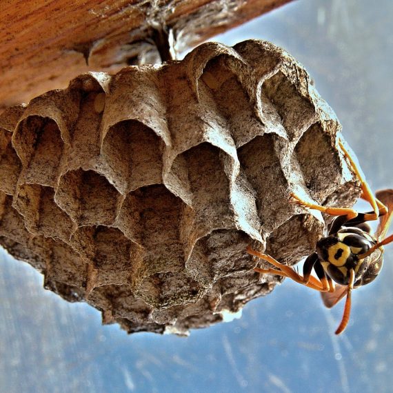 Wasps Nest, Pest Control in Sutton, Rose Hill, SM1. Call Now! 020 8166 9746