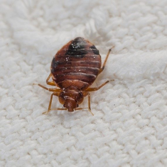 Bed Bugs, Pest Control in Sutton, Rose Hill, SM1. Call Now! 020 8166 9746