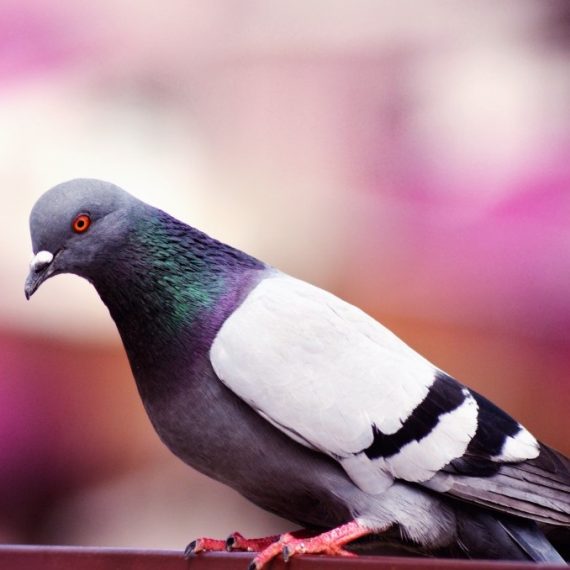 Birds, Pest Control in Sutton, Rose Hill, SM1. Call Now! 020 8166 9746