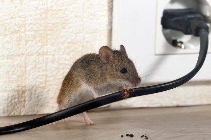 Pest Control in Sutton, Rose Hill, SM1. Call Now! 020 8166 9746