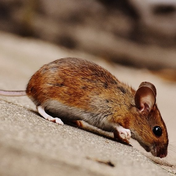 Mice, Pest Control in Sutton, Rose Hill, SM1. Call Now! 020 8166 9746