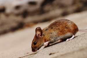 Mice Exterminator, Pest Control in Sutton, Rose Hill, SM1. Call Now 020 8166 9746